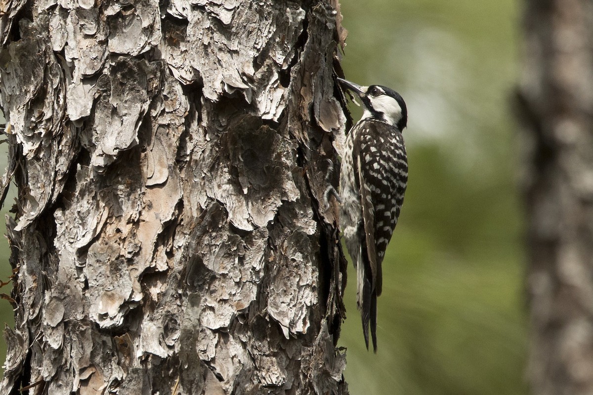 Red-cockaded Woodpecker - ML582459541