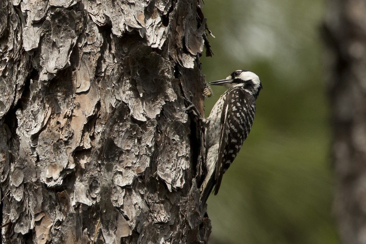 Red-cockaded Woodpecker - ML582459831