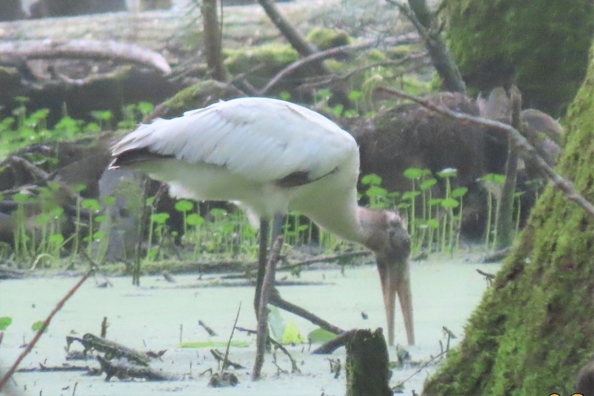 アメリカトキコウ - ML582460161