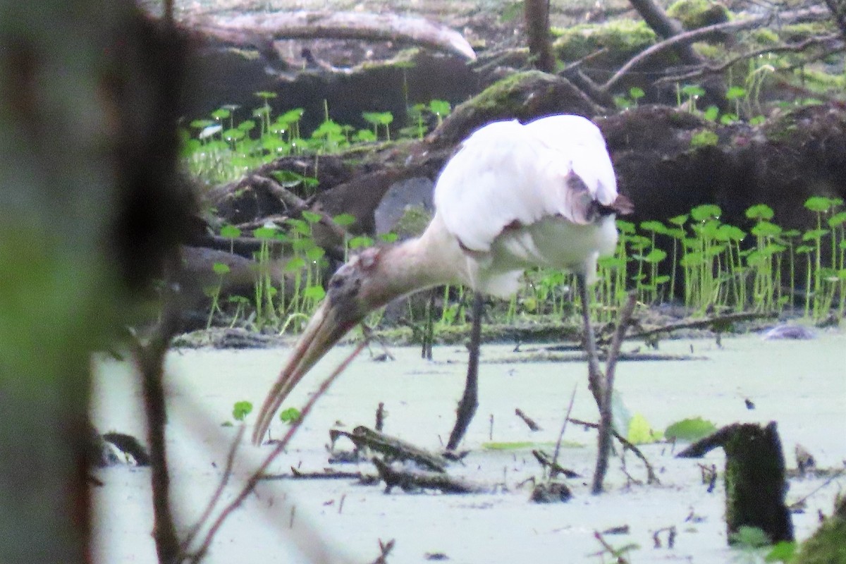 アメリカトキコウ - ML582460201