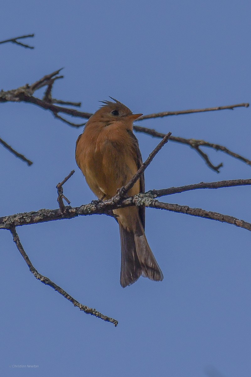 Tufted Flycatcher - ML582461531