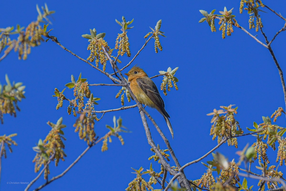 Tufted Flycatcher - ML582461601