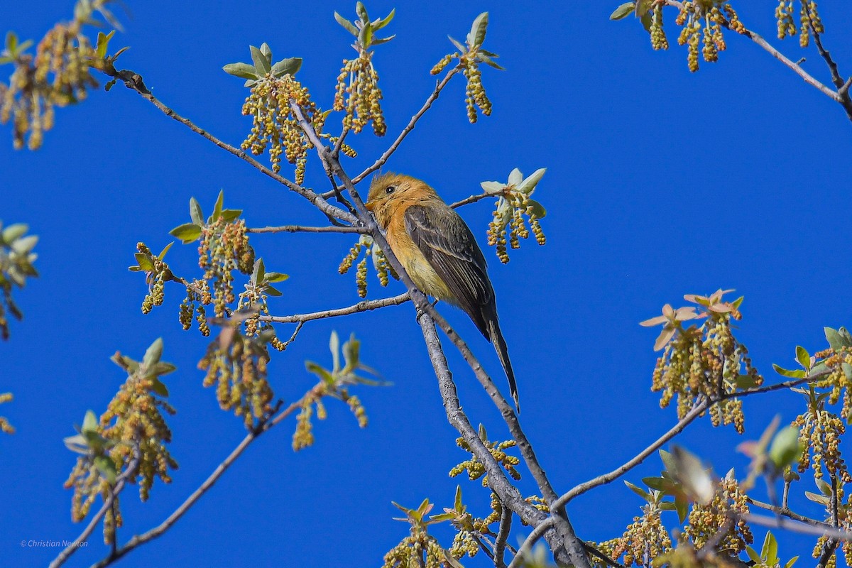 Tufted Flycatcher - ML582461611