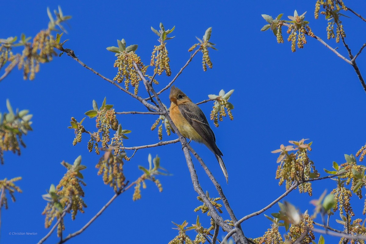 Tufted Flycatcher - ML582461631