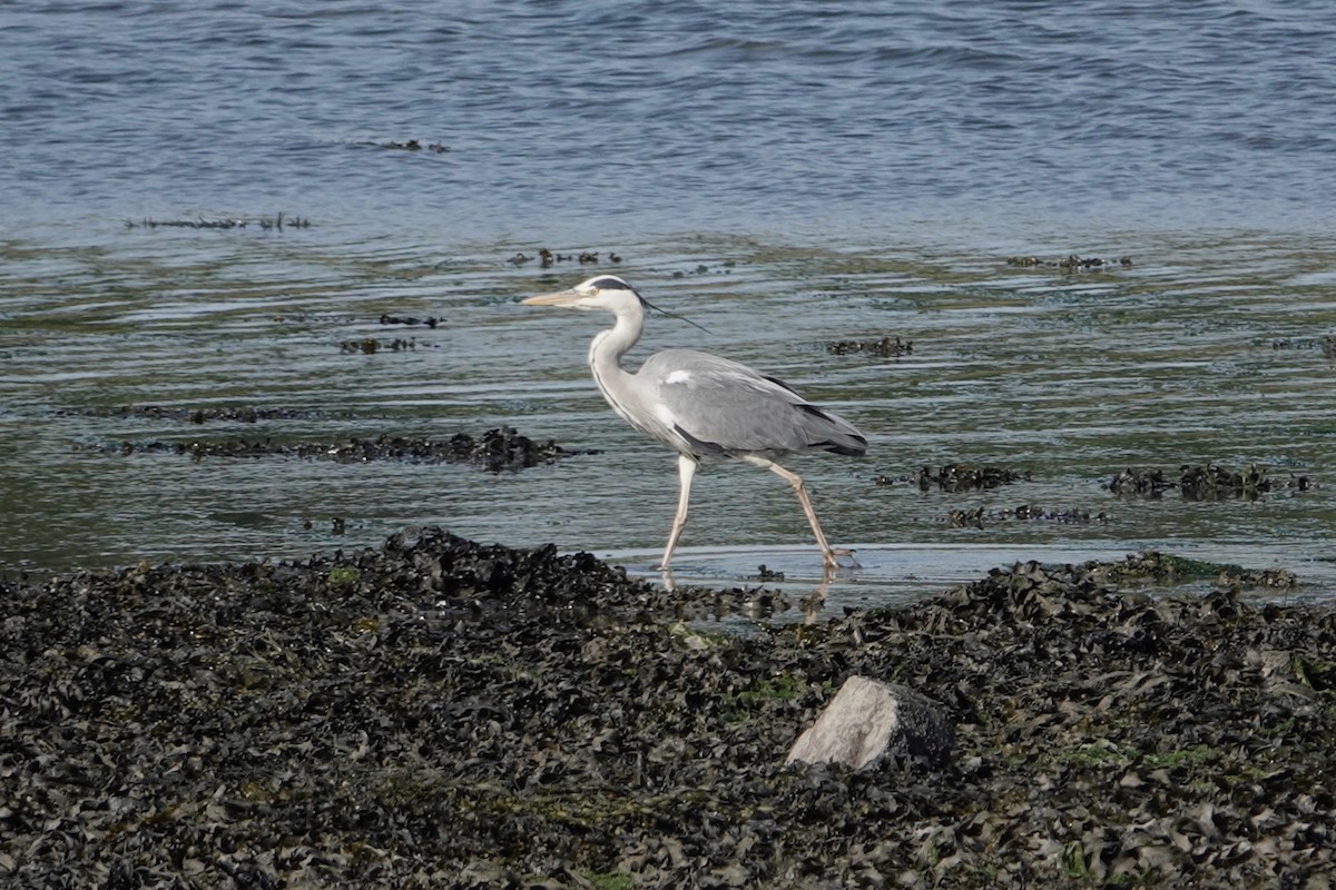 Gray Heron - ML582463041