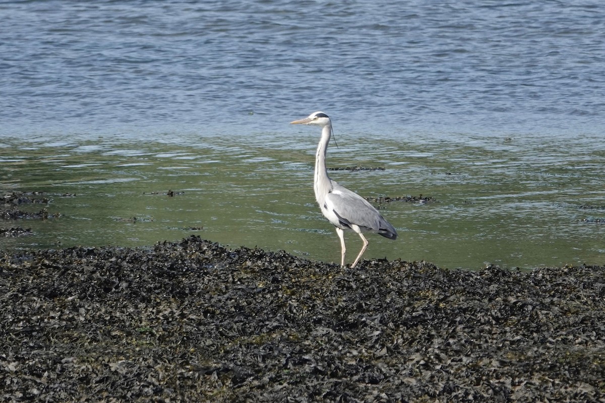 Gray Heron - ML582463061