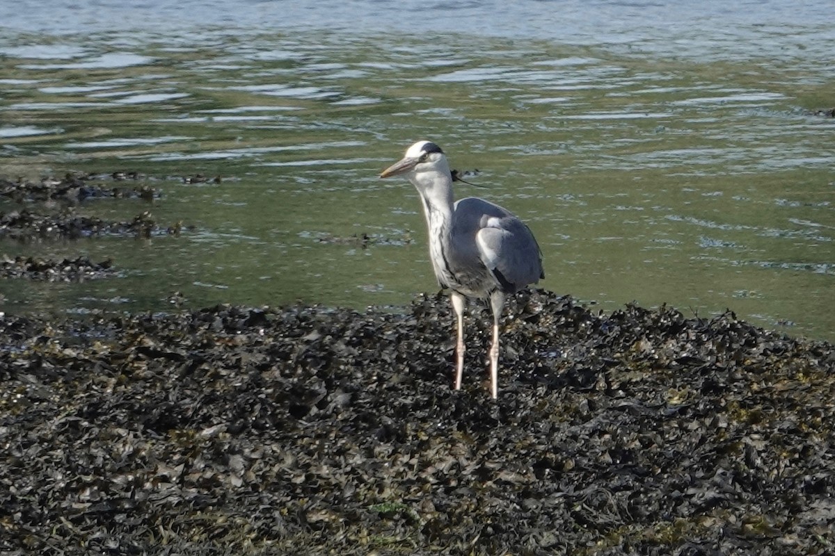 Gray Heron - ML582463081