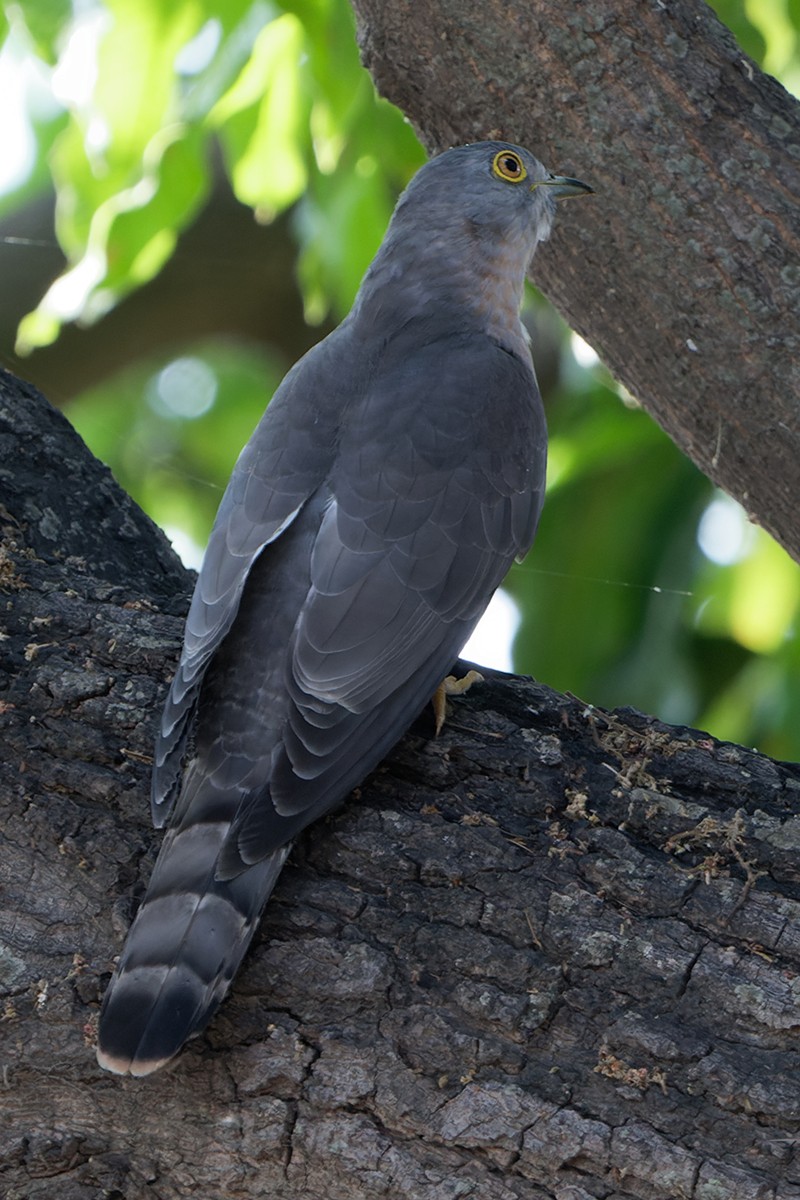 Common Hawk-Cuckoo - ML582464471