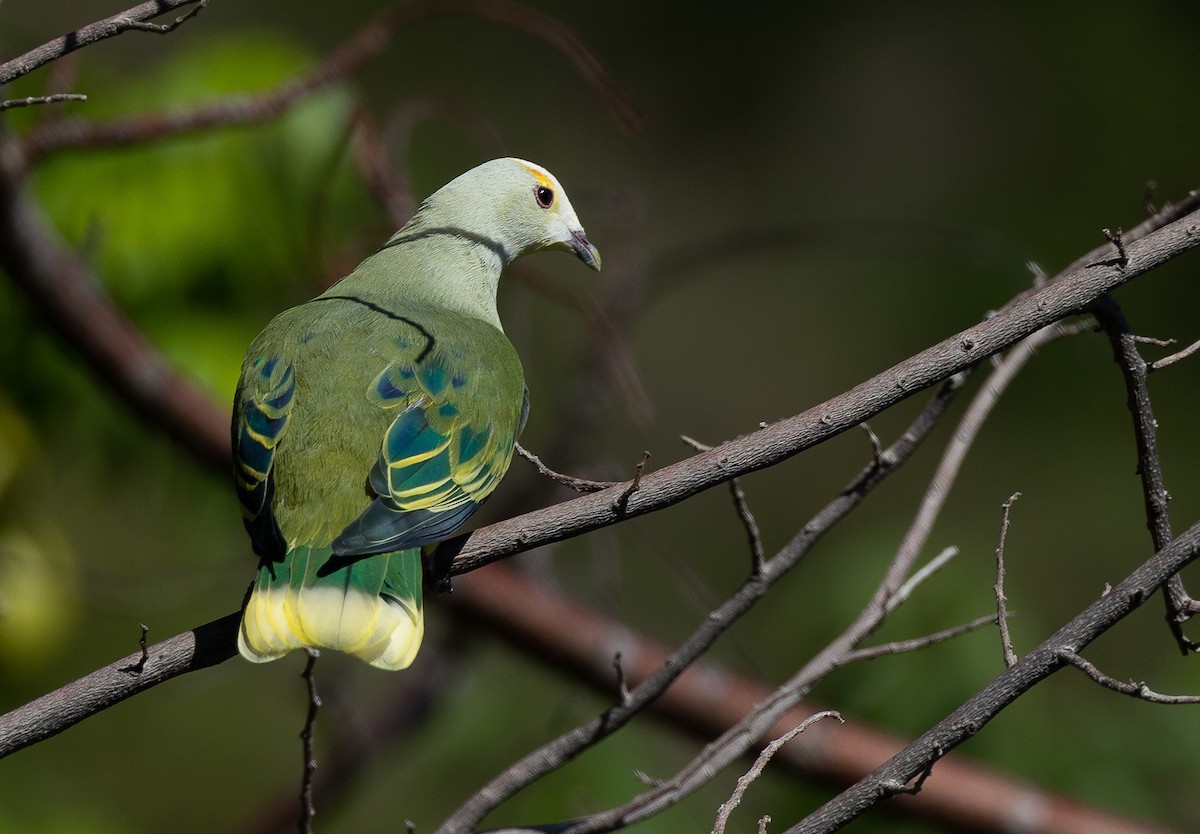 White-capped Fruit-Dove - ML582464501