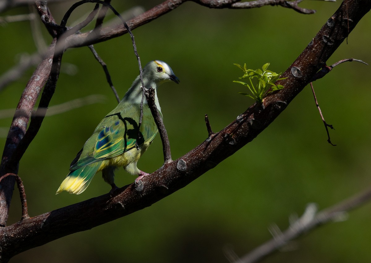 White-capped Fruit-Dove - ML582464511