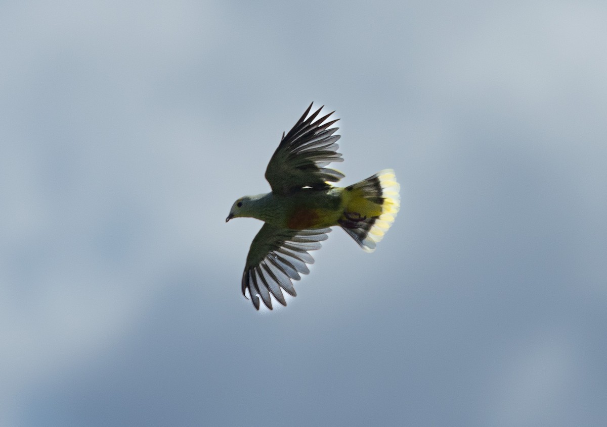 White-capped Fruit-Dove - ML582464521