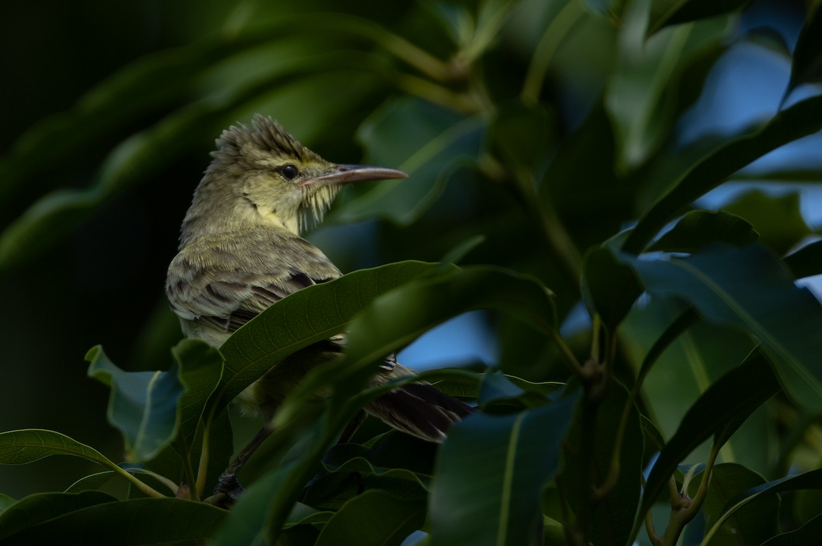 Southern Marquesan Reed Warbler - ML582464821