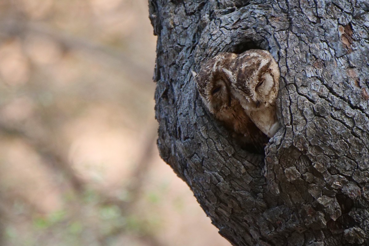 Indian Scops-Owl - ML582465351