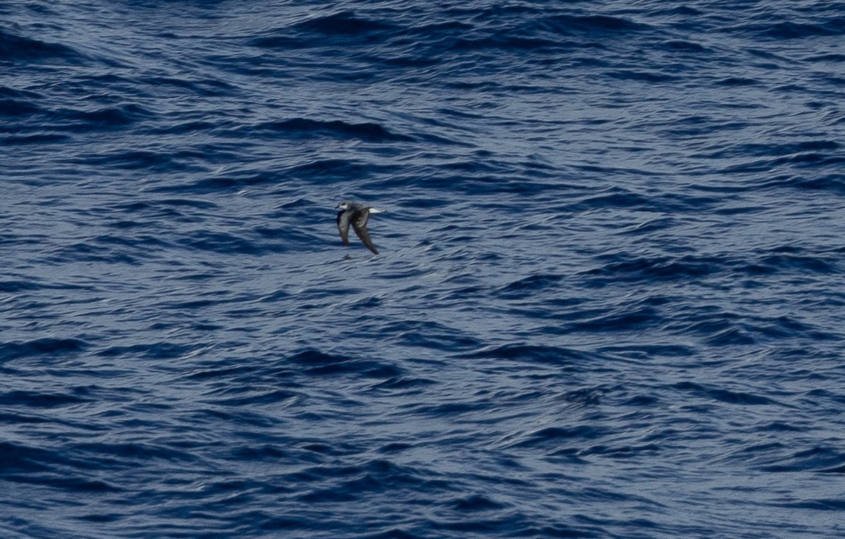 Black-winged Petrel - ML582465921