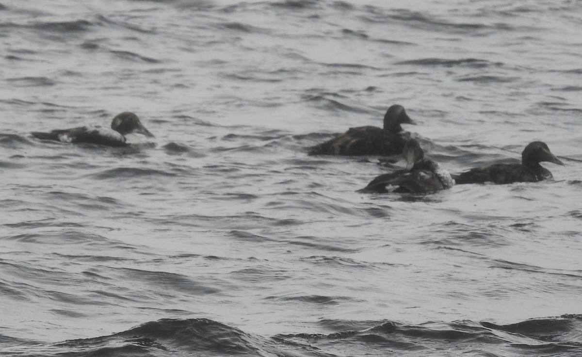 Common Eider - ML582466001