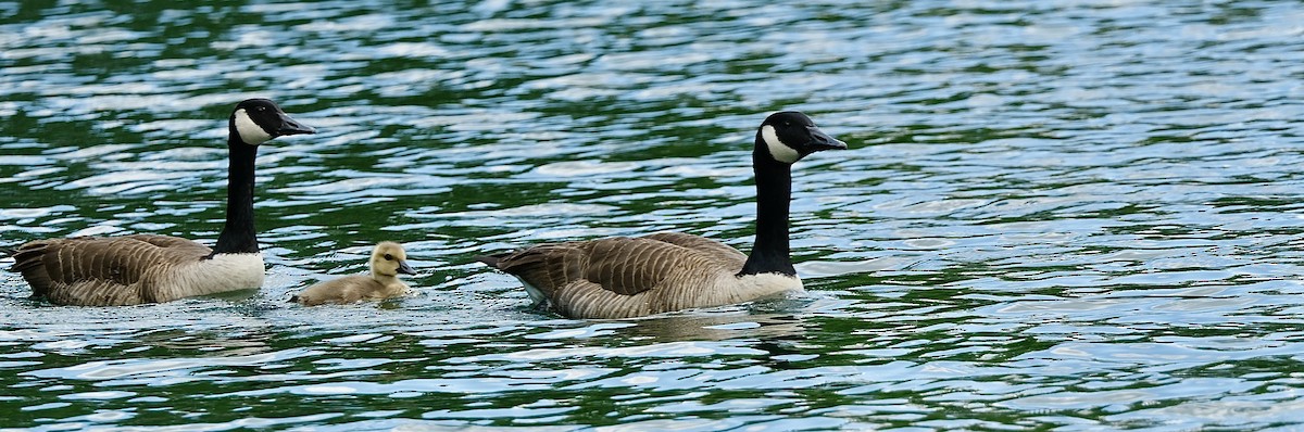 Canada Goose - Rachel Gast