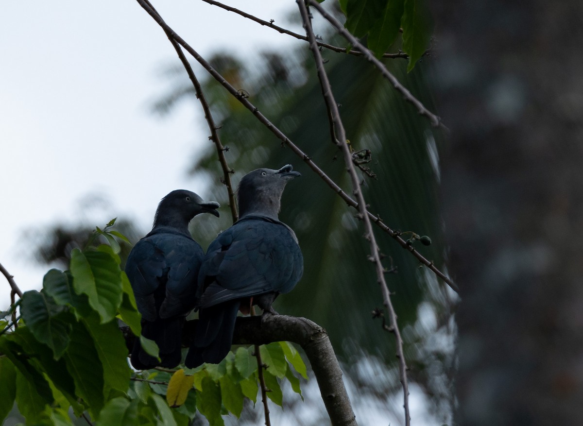 Nuku Hiva Imperial-Pigeon - ML582466231