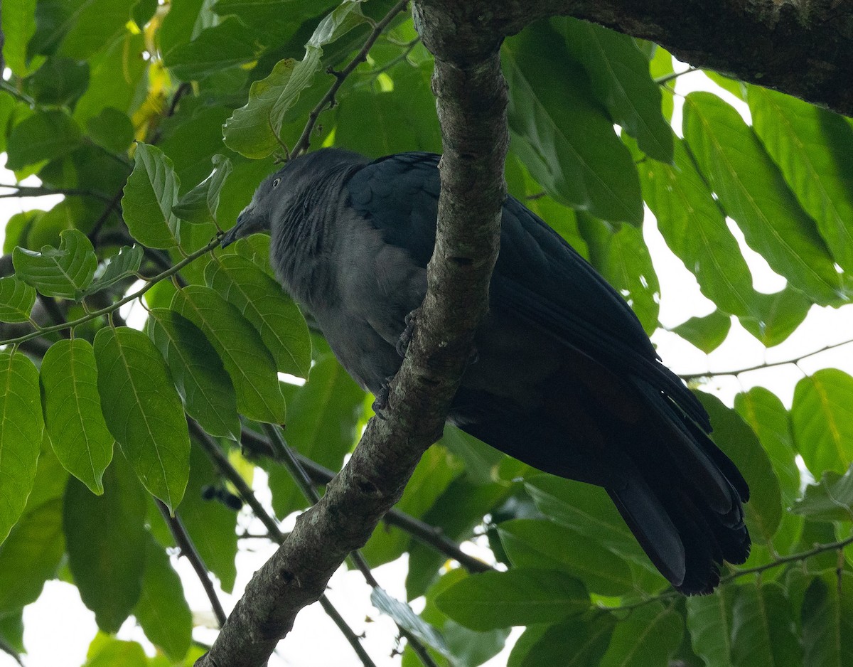 Nuku Hiva Imperial-Pigeon - ML582466241