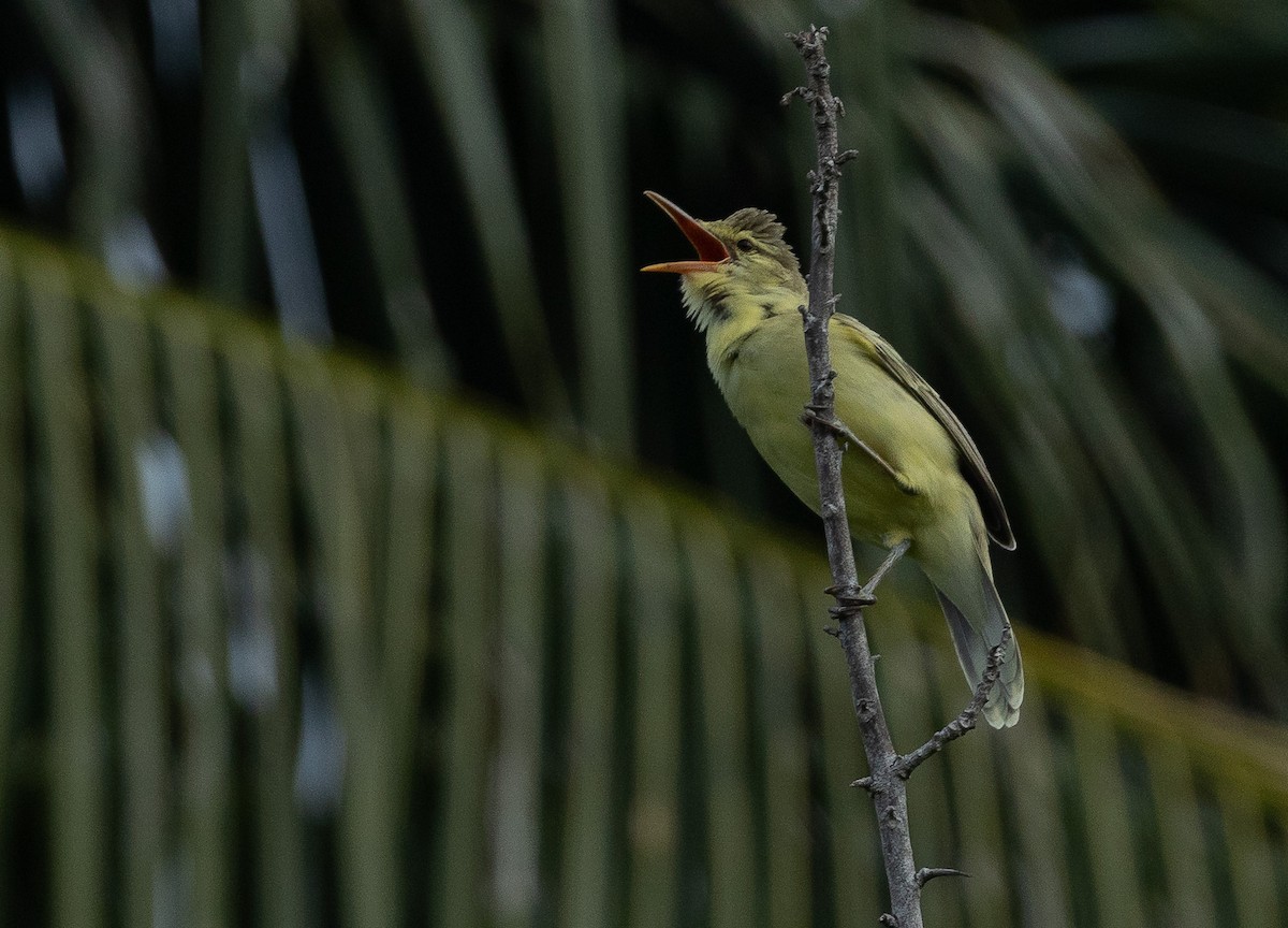 Northern Marquesan Reed Warbler - ML582466301