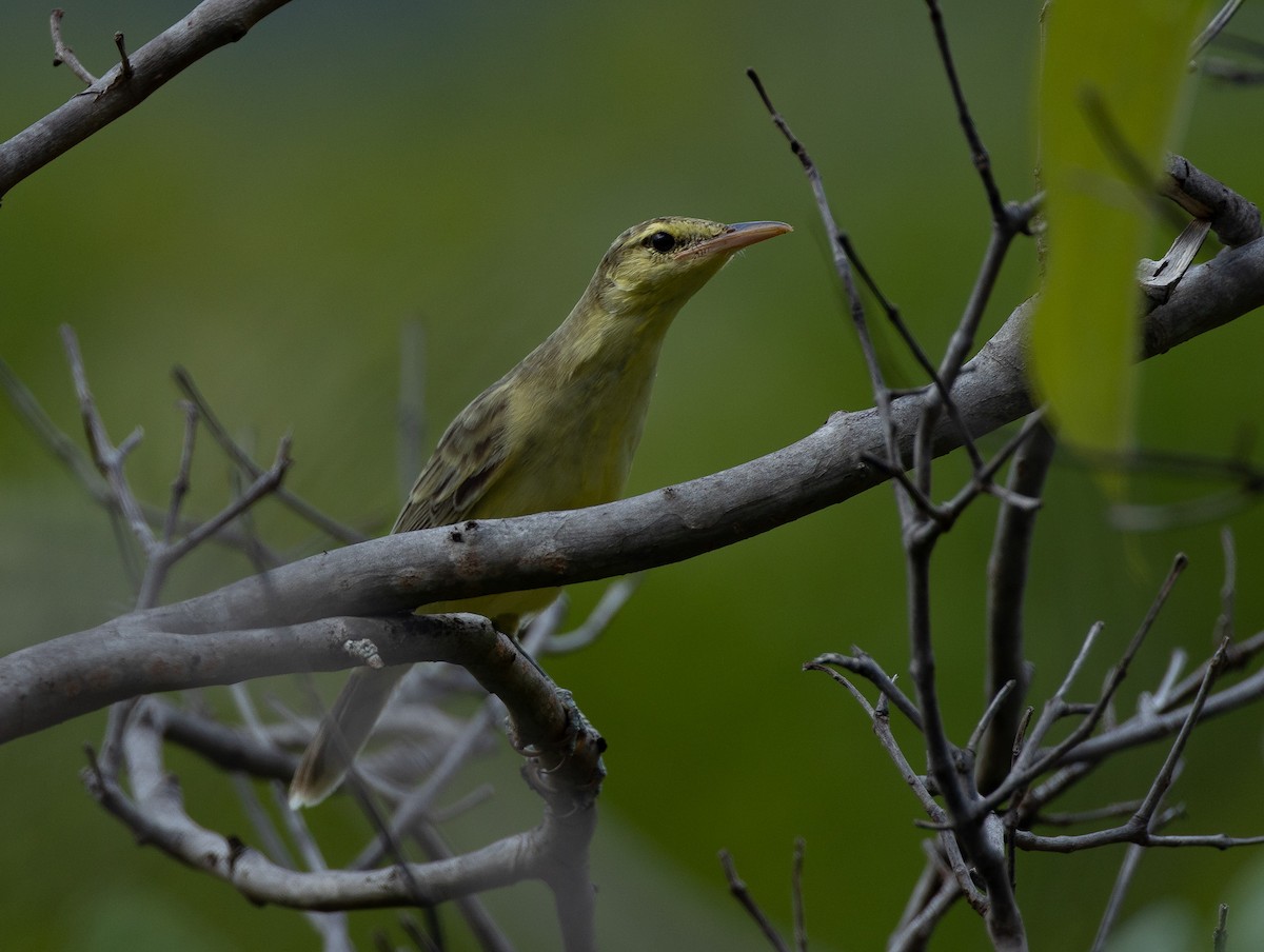 Northern Marquesan Reed Warbler - ML582466311