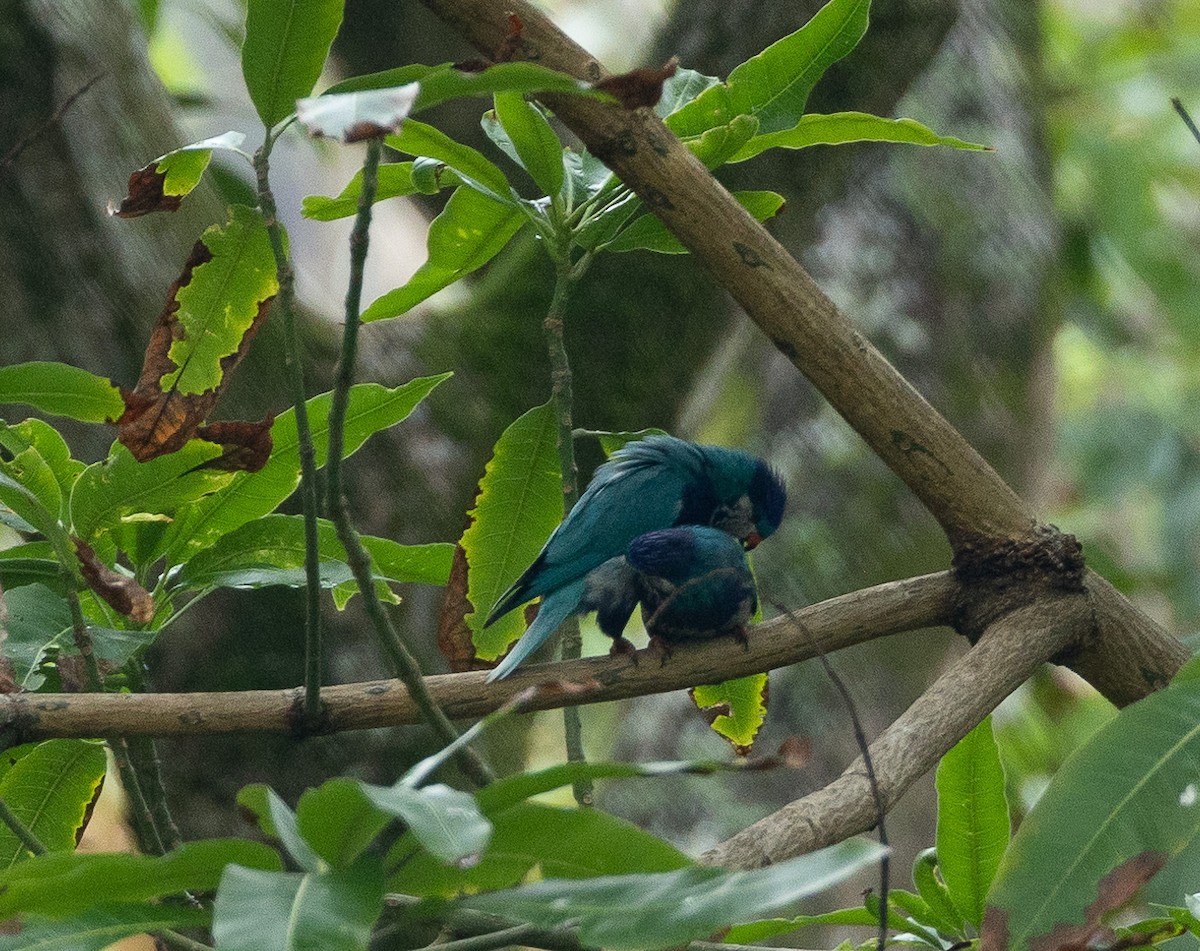 Ultramarine Lorikeet - Santiago Imberti