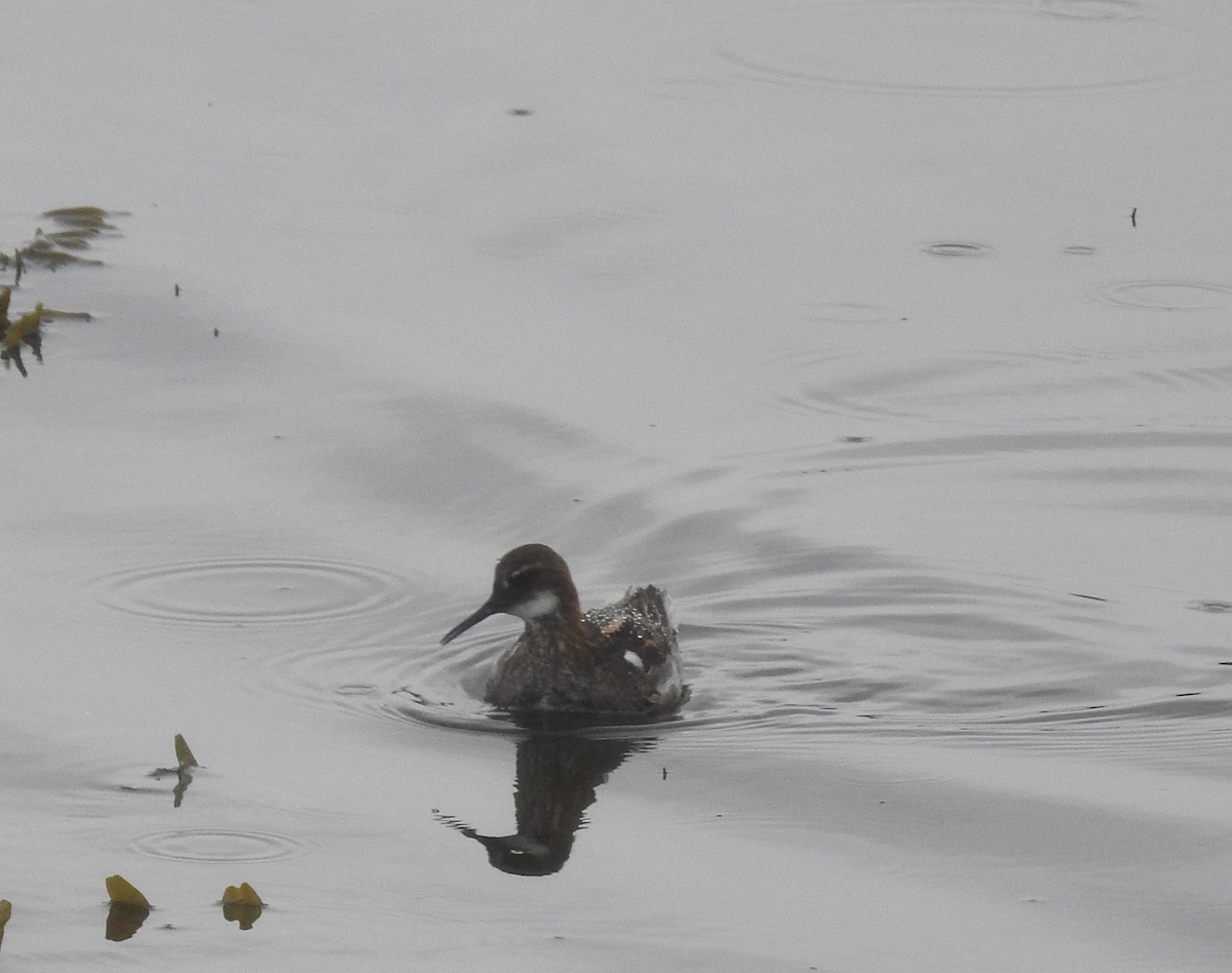 Red-necked Phalarope - ML582466721