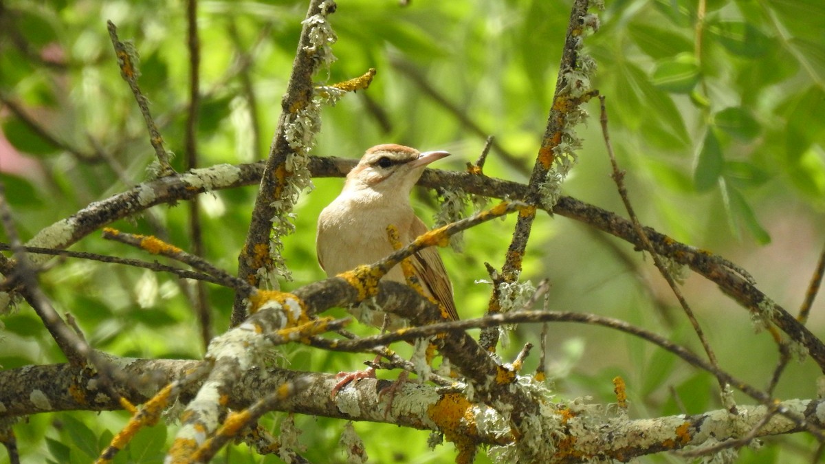 Rufous-tailed Scrub-Robin - ML582466751