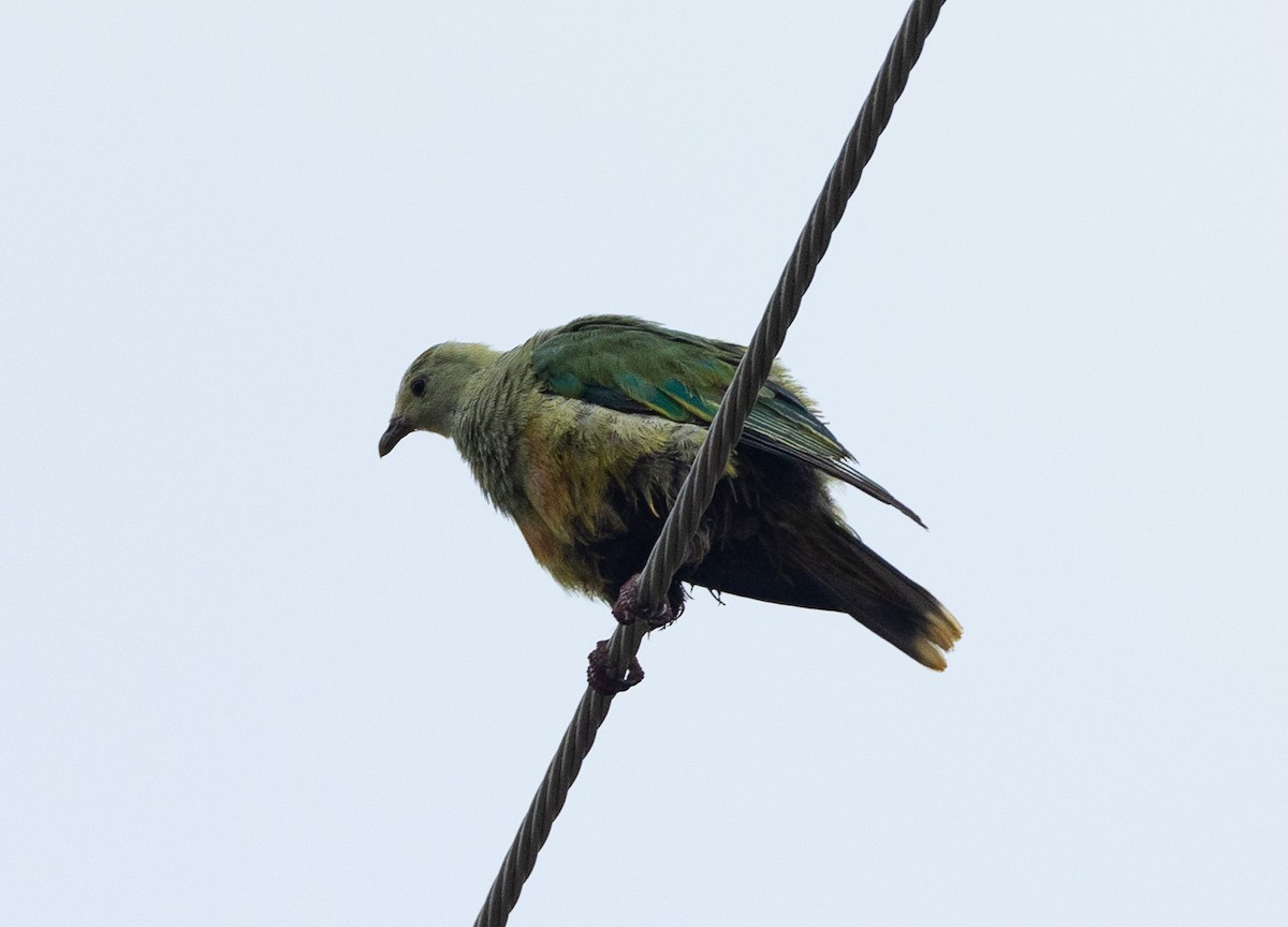 White-capped Fruit-Dove - ML582467191