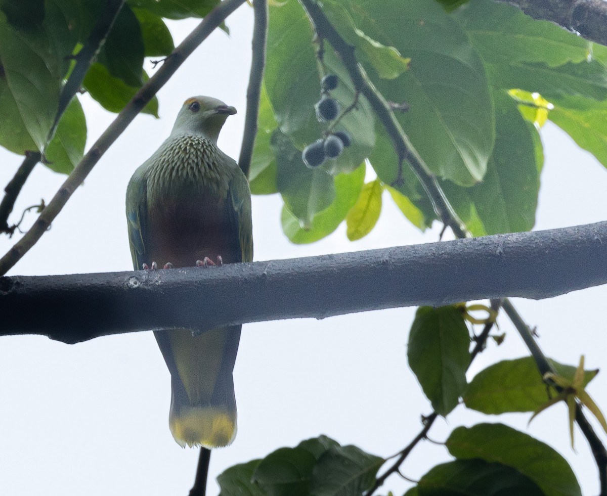 White-capped Fruit-Dove - ML582467201