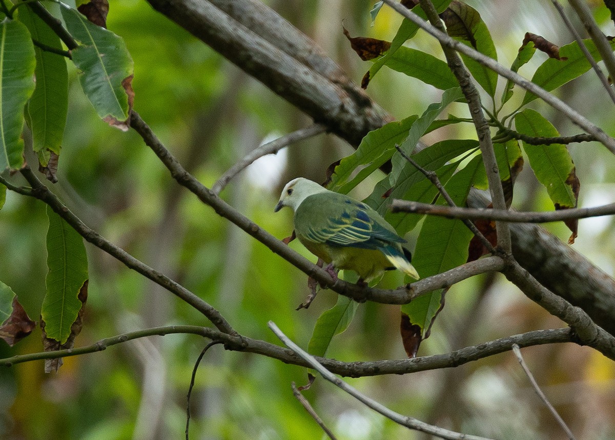 White-capped Fruit-Dove - ML582467211