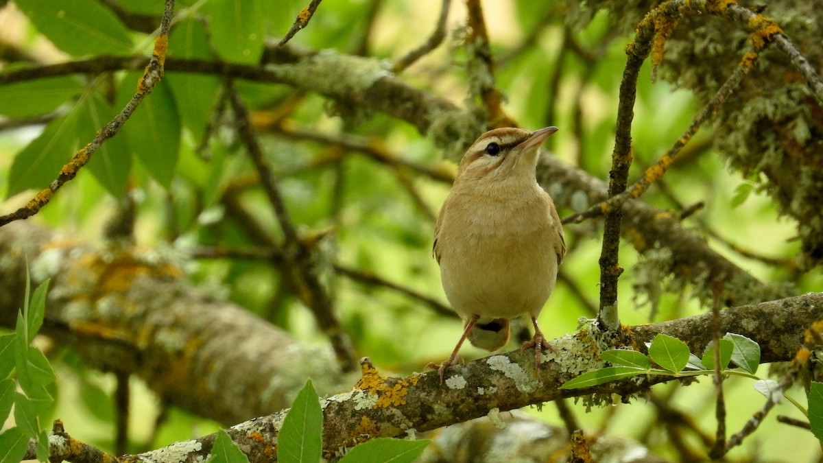 Rufous-tailed Scrub-Robin - ML582467411