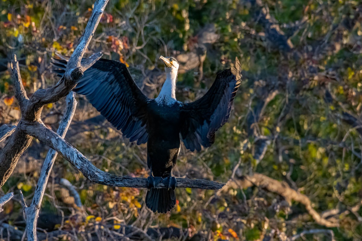 Great Cormorant (White-breasted) - ML582467551