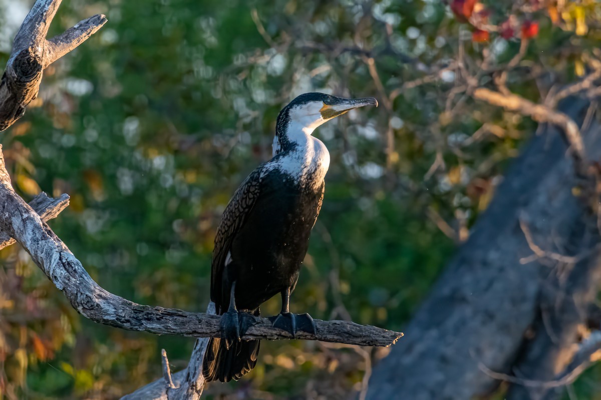Great Cormorant (White-breasted) - ML582467561