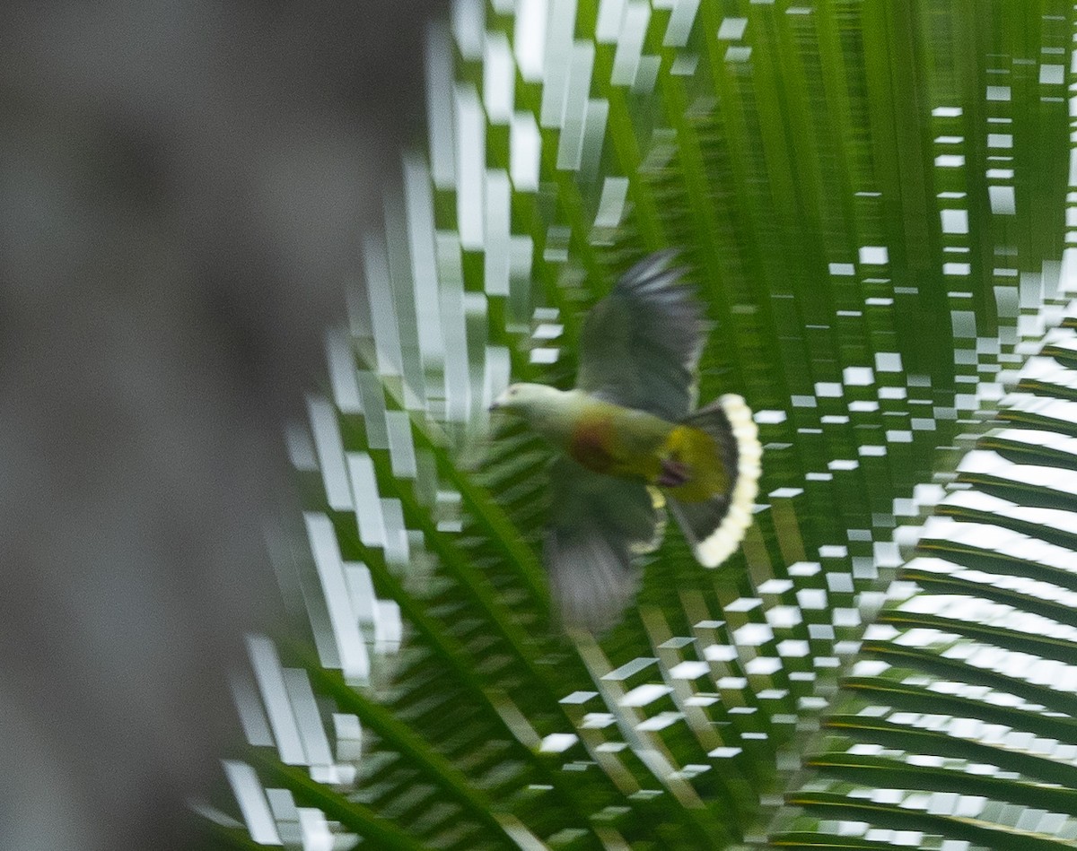 White-capped Fruit-Dove - ML582467691