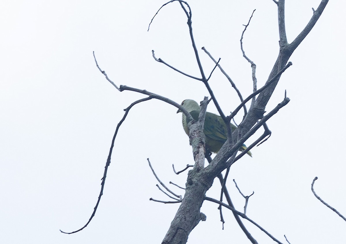 White-capped Fruit-Dove - ML582467701