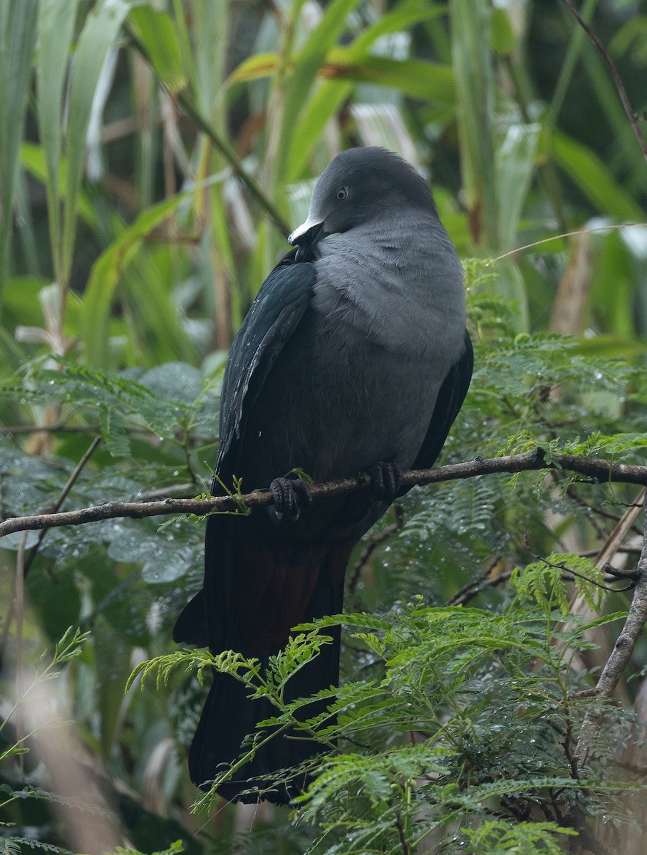 Nuku Hiva Imperial-Pigeon - ML582467721