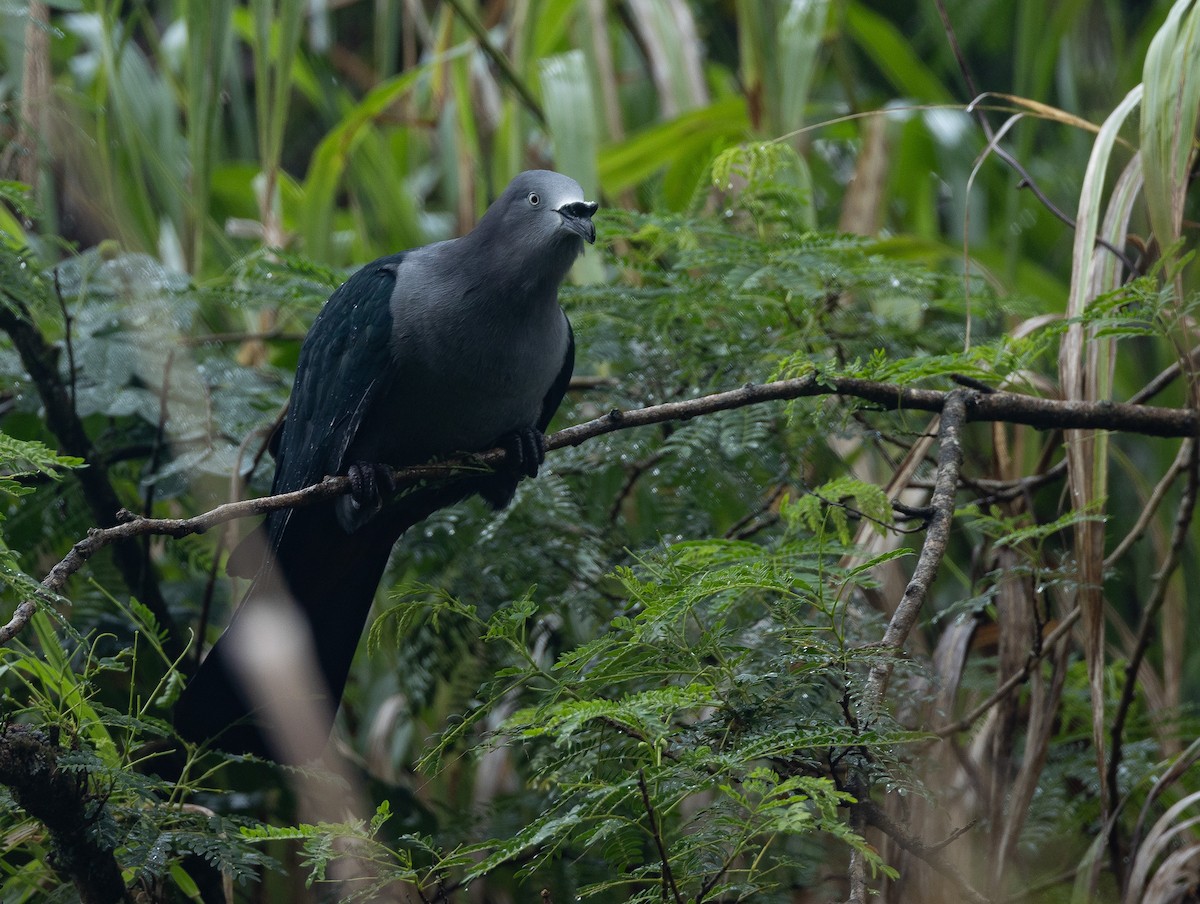 Nuku Hiva Imperial-Pigeon - ML582467731