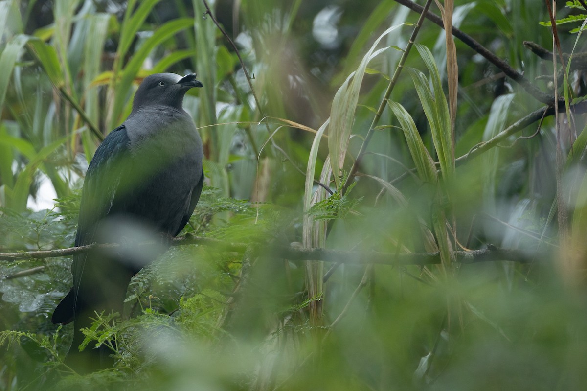 Nuku Hiva Imperial-Pigeon - ML582467741