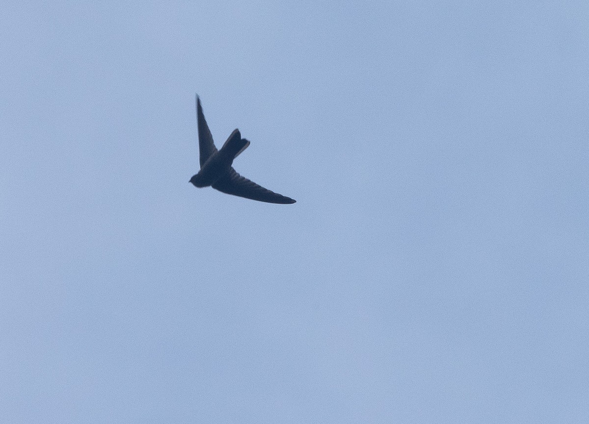 Marquesan Swiftlet - ML582467791