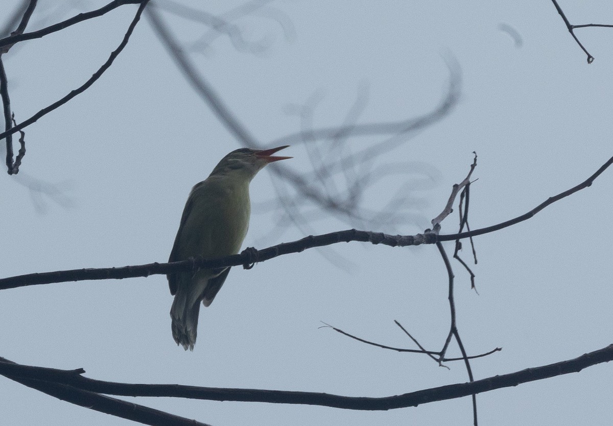 Northern Marquesan Reed Warbler - ML582467841