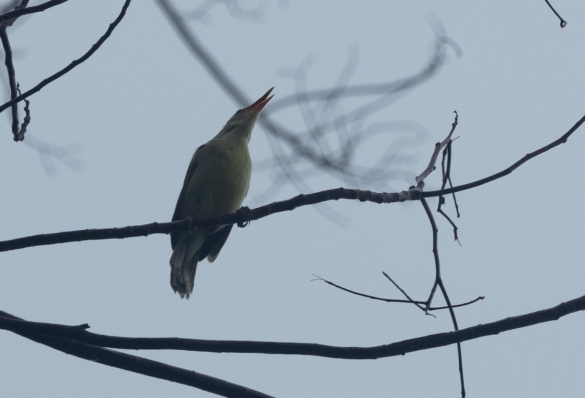 Northern Marquesan Reed Warbler - ML582467851