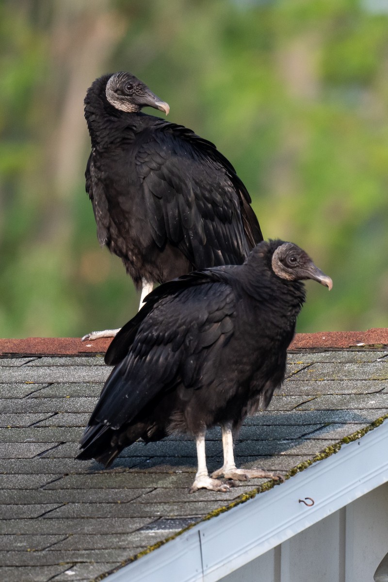 Black Vulture - ML582468431