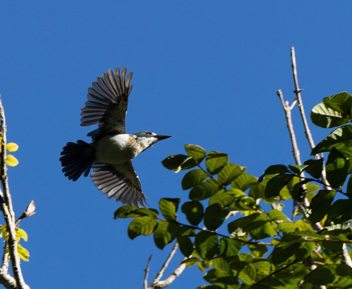 Martin-chasseur vénéré (veneratus) - ML582470001