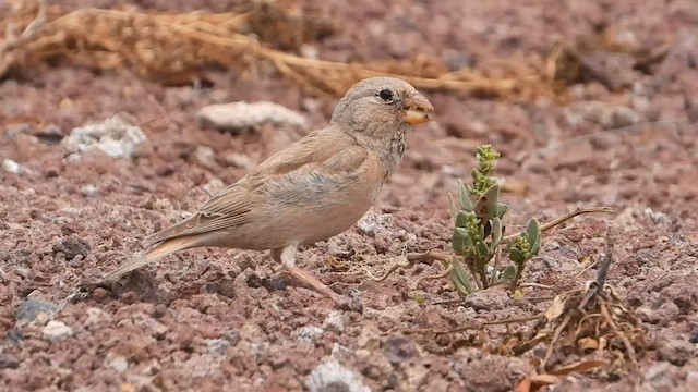 Trumpeter Finch - ML582470131