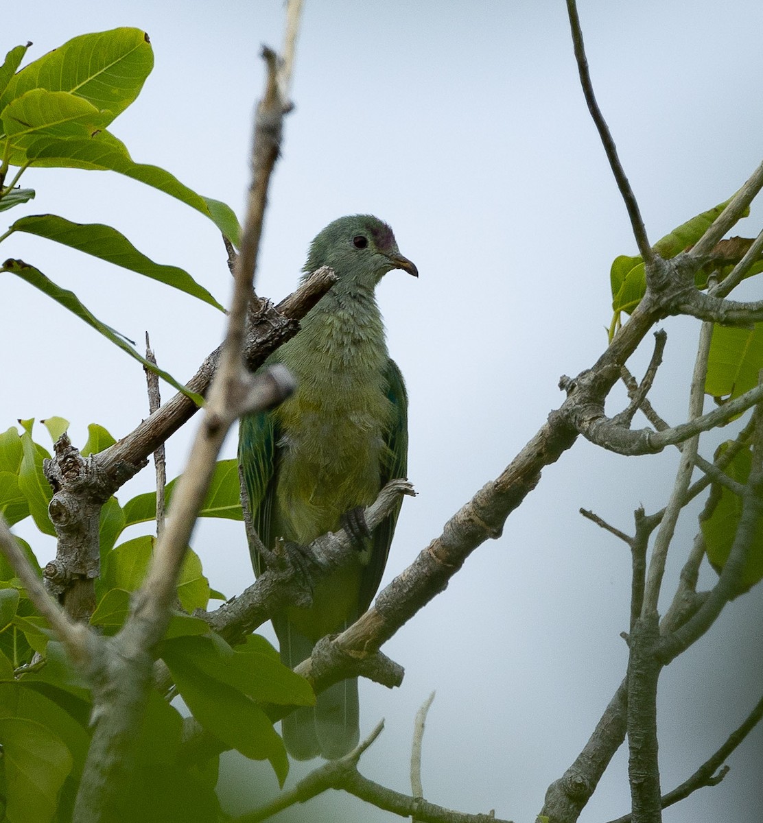 Makatea Fruit-Dove - ML582470281