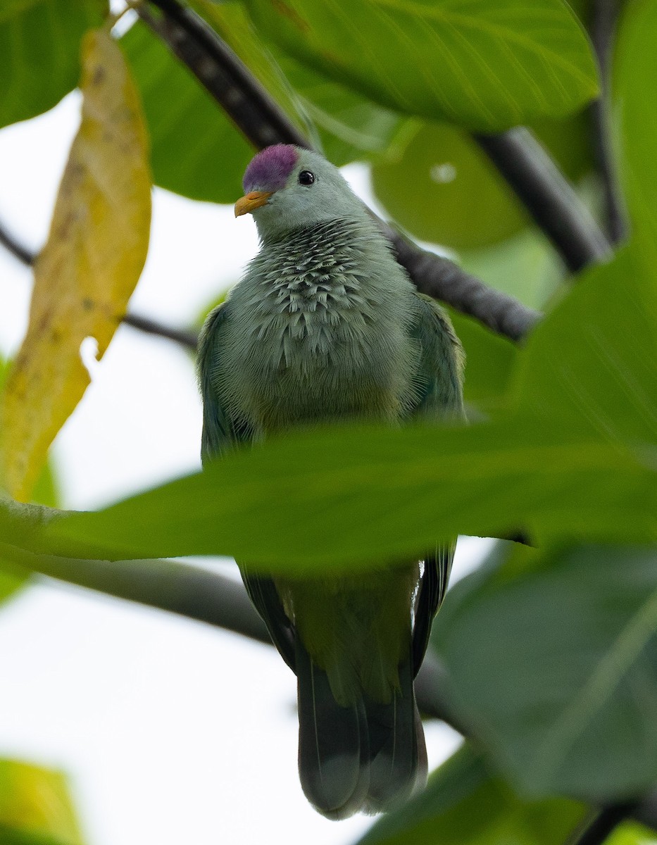 Makatea Fruit-Dove - ML582470311