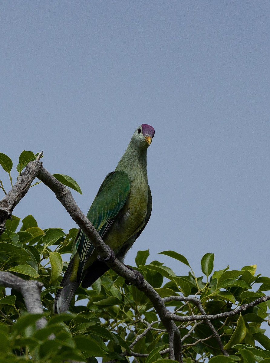 Makatea Fruit-Dove - ML582470321