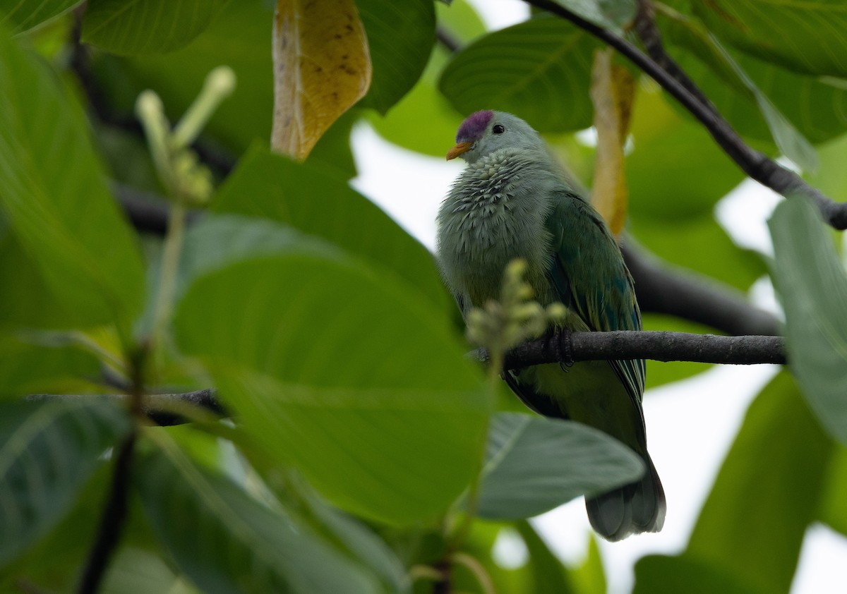 Makatea Fruit-Dove - ML582470331