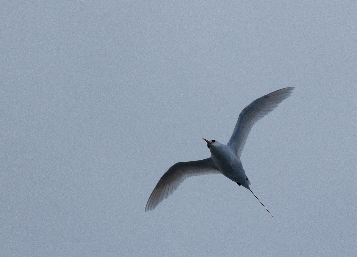 Red-tailed Tropicbird - ML582470531