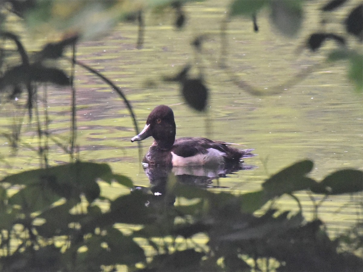 Ring-necked Duck - ML582472411
